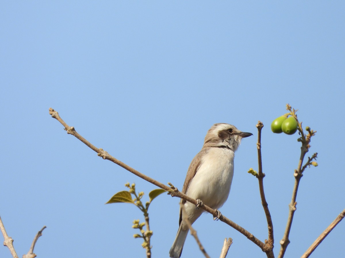 Common Woodshrike - Abhilash Bire