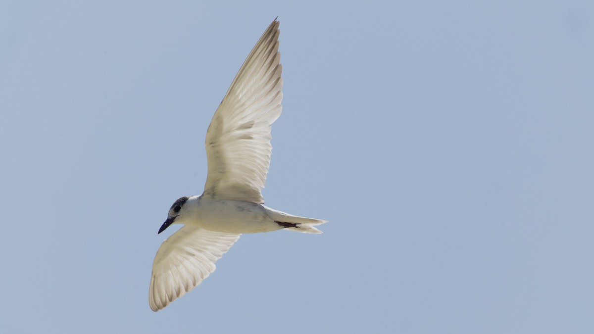 Whiskered Tern - ML615811043