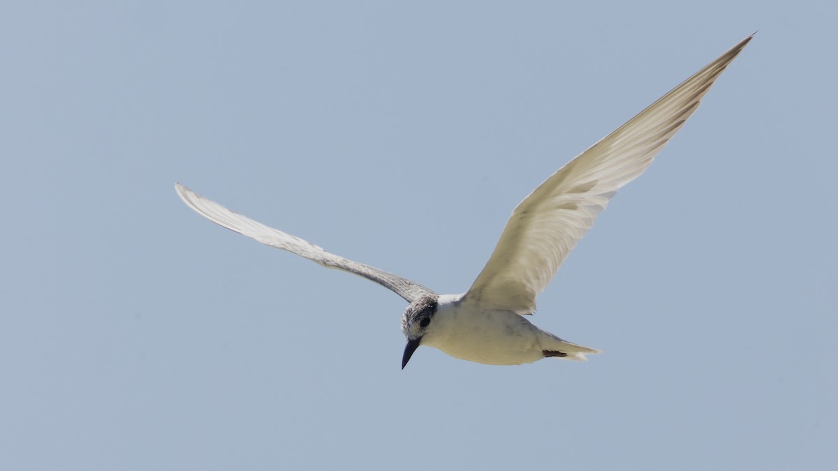 Whiskered Tern - ML615811044