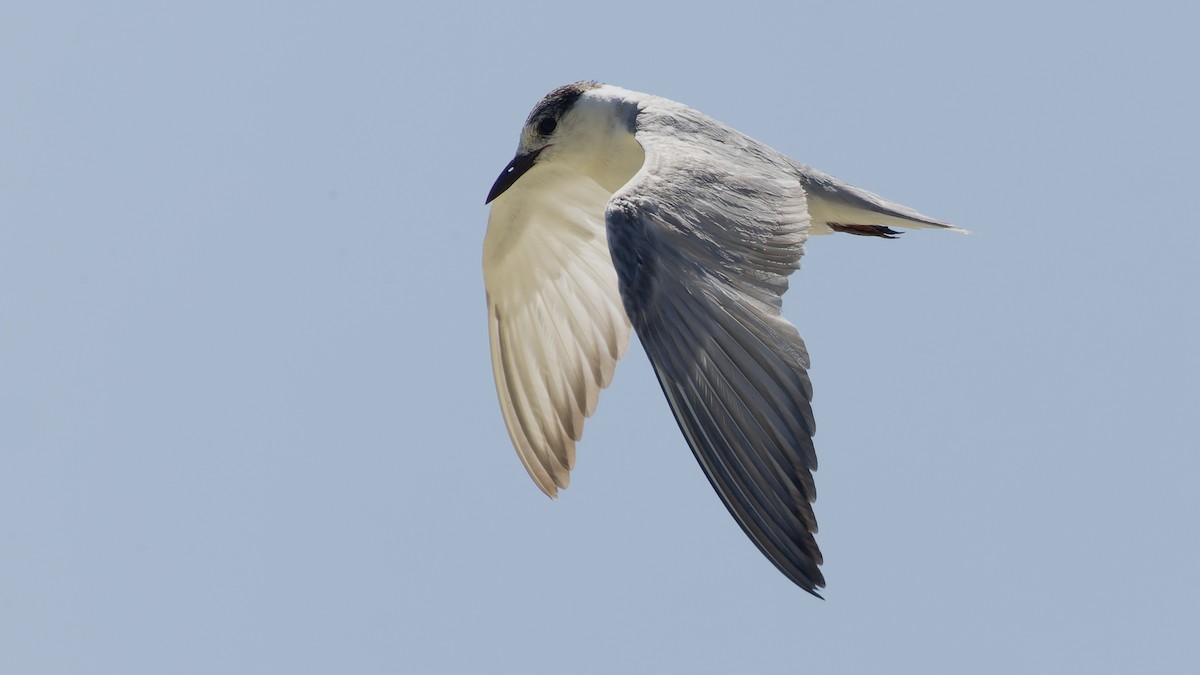 Whiskered Tern - ML615811045