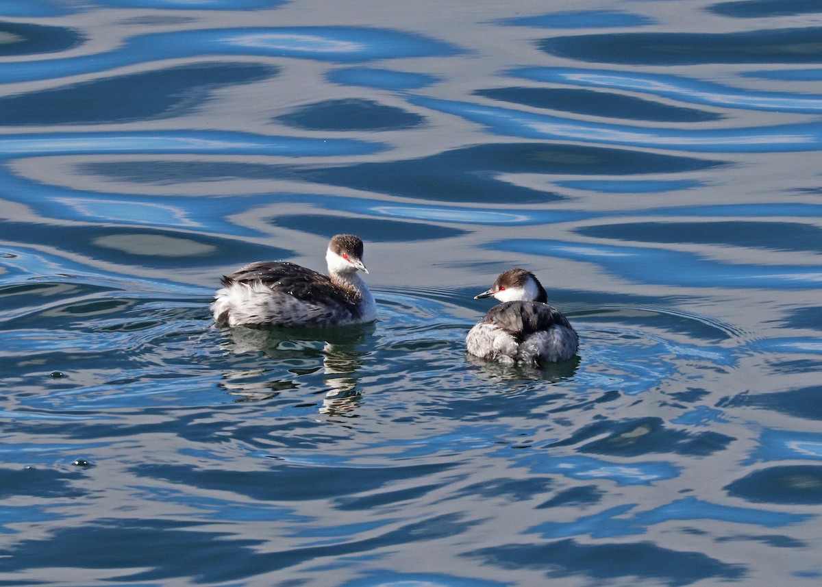 Horned Grebe - ML615811056