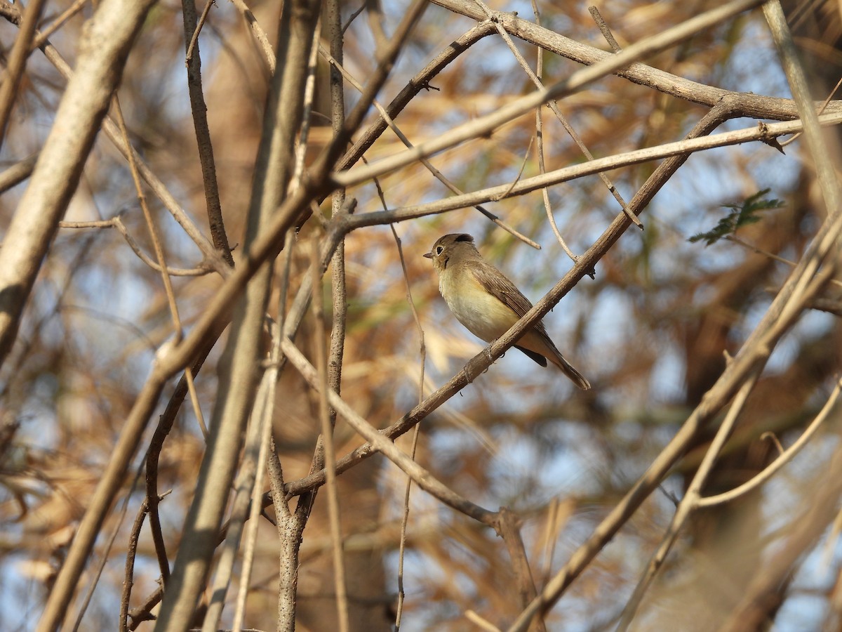 Red-breasted Flycatcher - Abhilash Bire