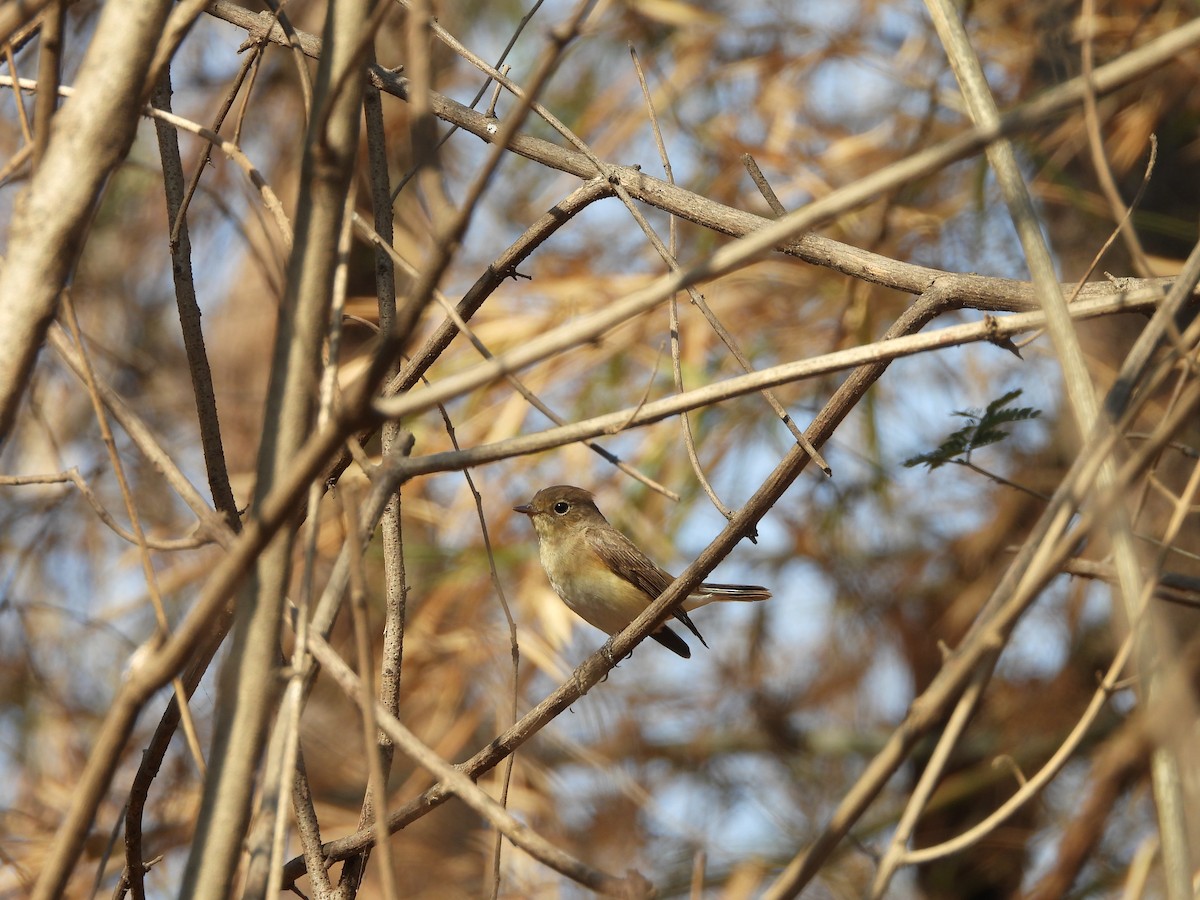 Red-breasted Flycatcher - ML615811075