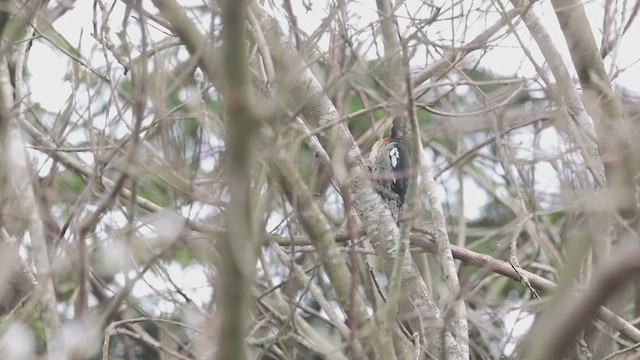 Red-naped x Red-breasted Sapsucker (hybrid) - ML615811078