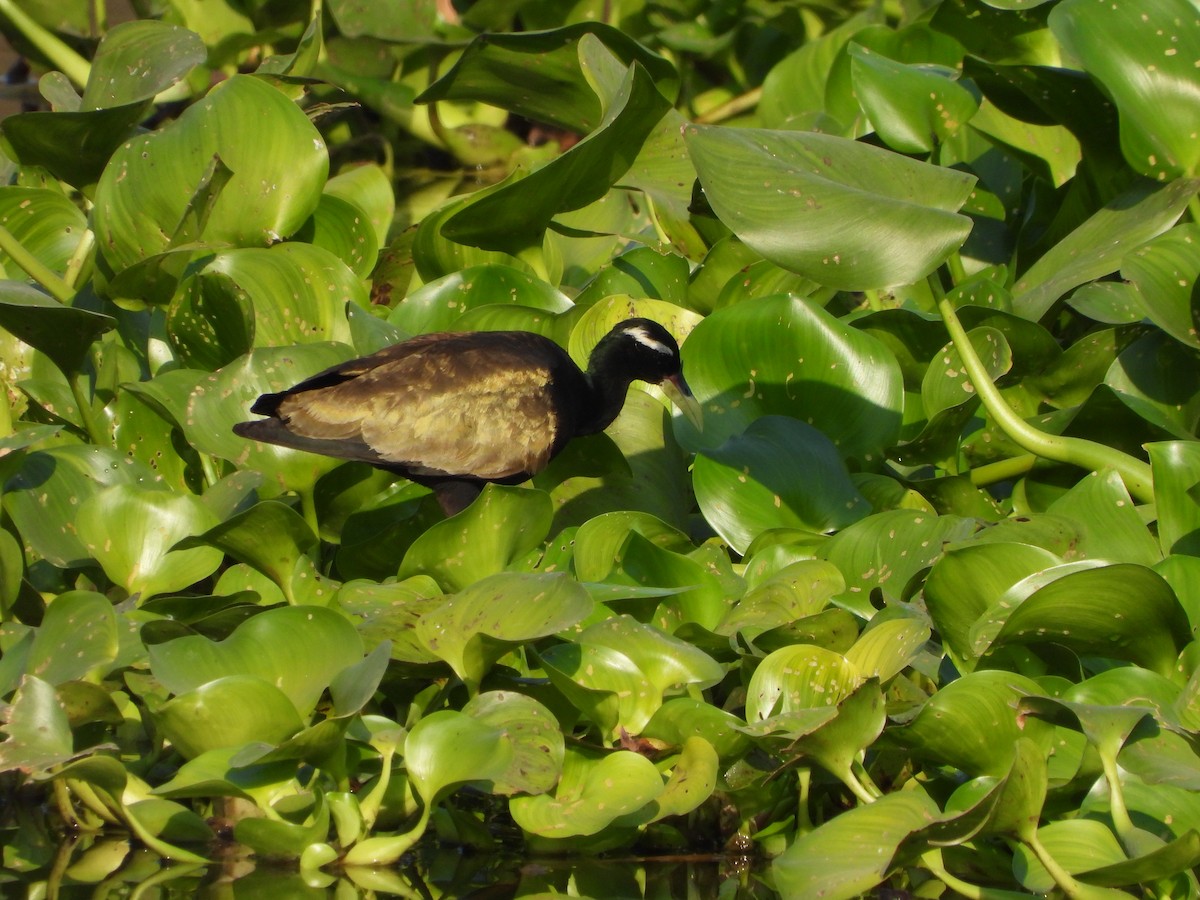 Bronze-winged Jacana - ML615811095