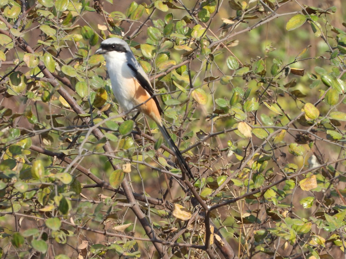 Bay-backed Shrike - ML615811101