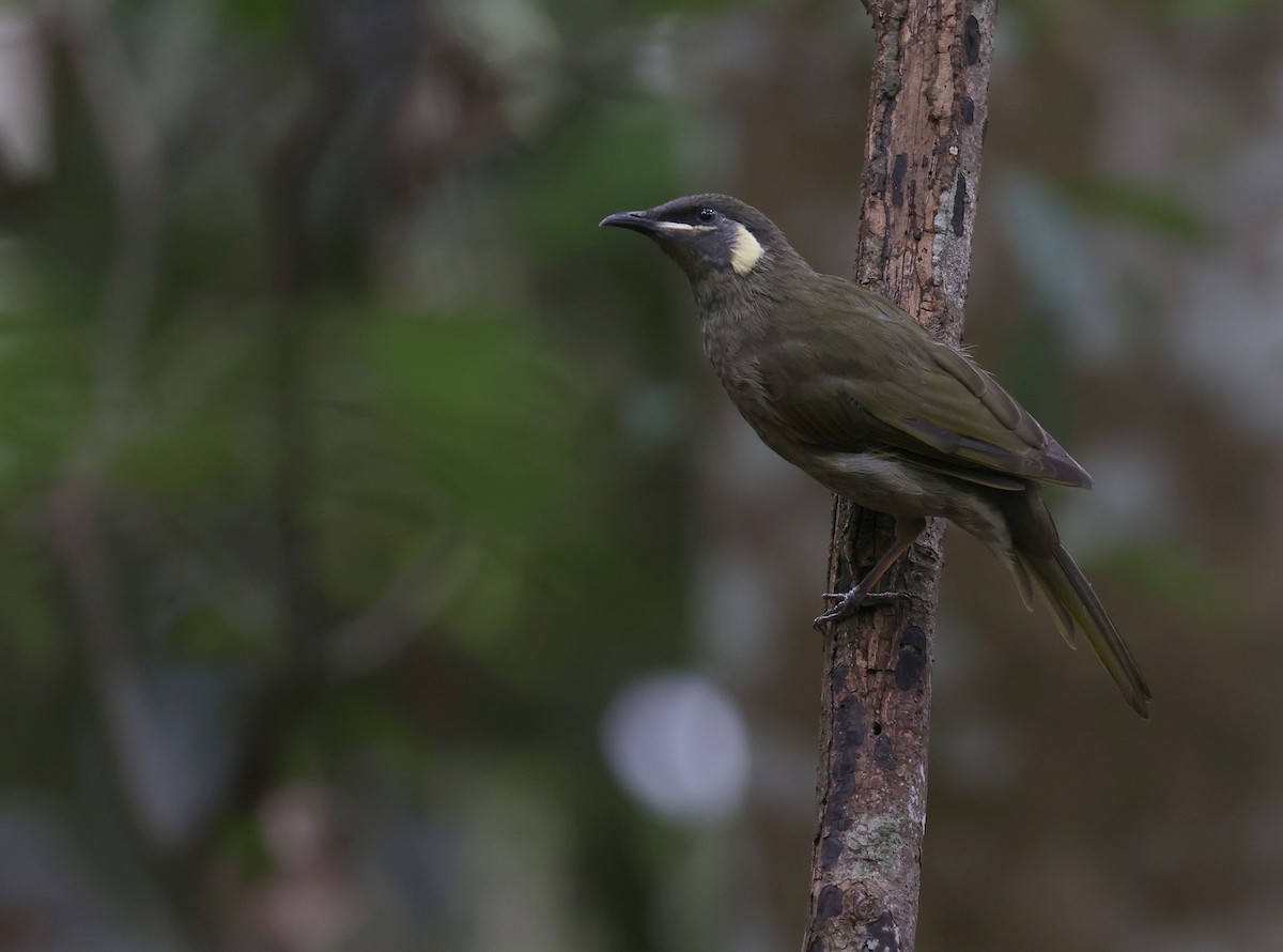 Lewin's Honeyeater - Andy Gee