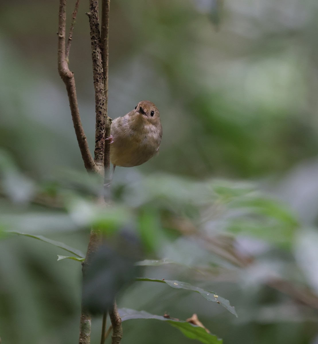 Large-billed Scrubwren - ML615811118