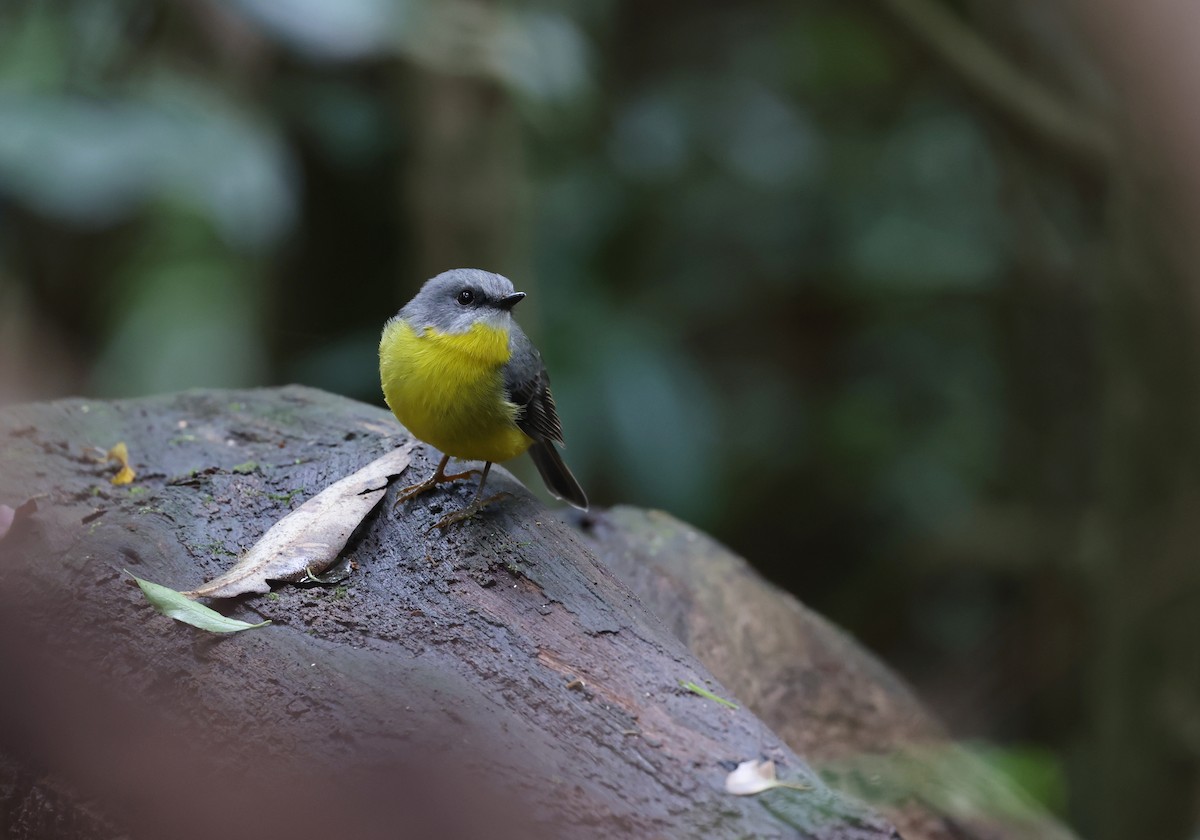 Eastern Yellow Robin - ML615811123