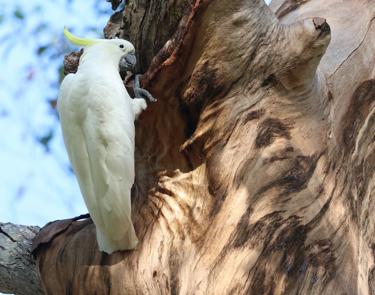 Cacatúa Galerita - ML615811146