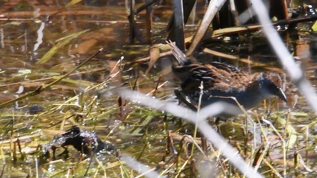 Baillon's Crake - ML615811228