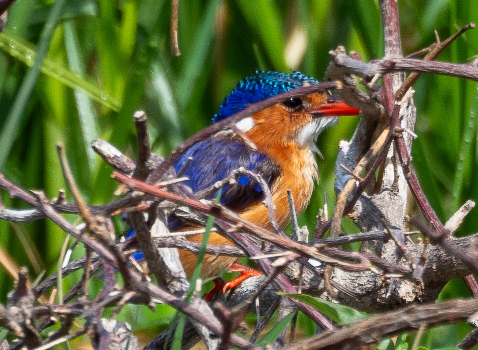 Malachite Kingfisher - ML615811230