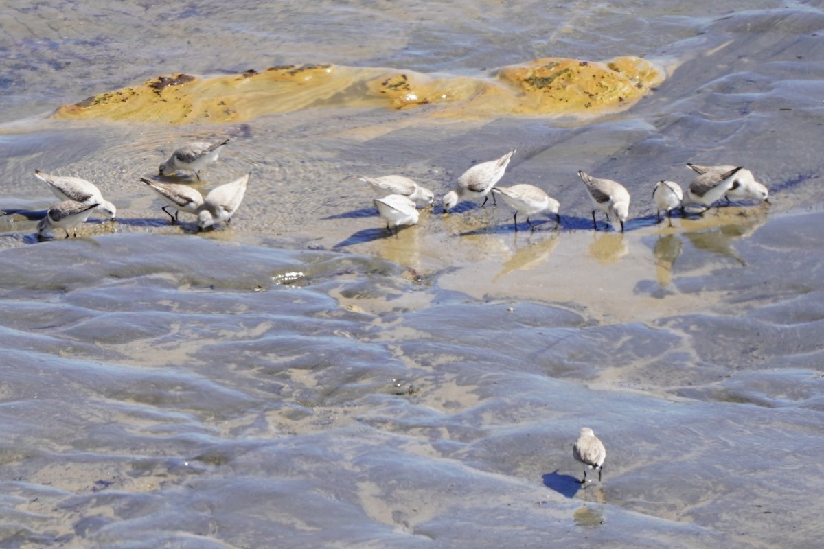 Bécasseau sanderling - ML615811270