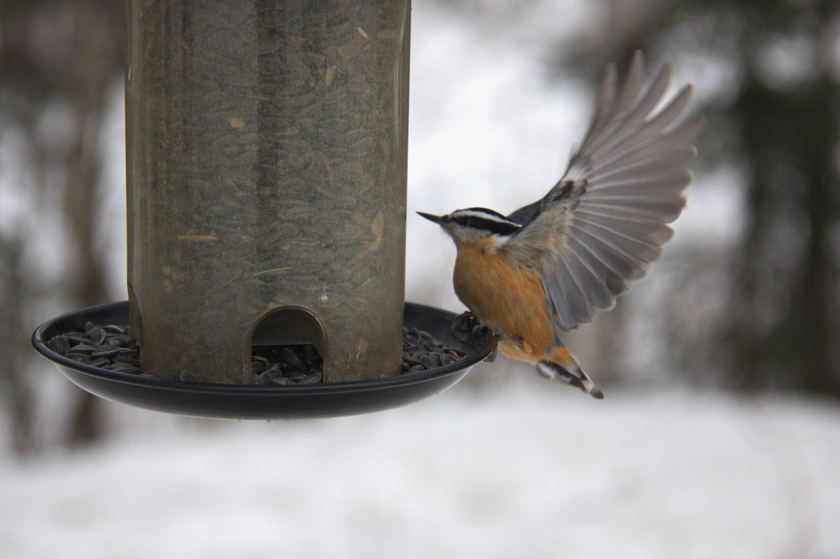 Red-breasted Nuthatch - ML615811271