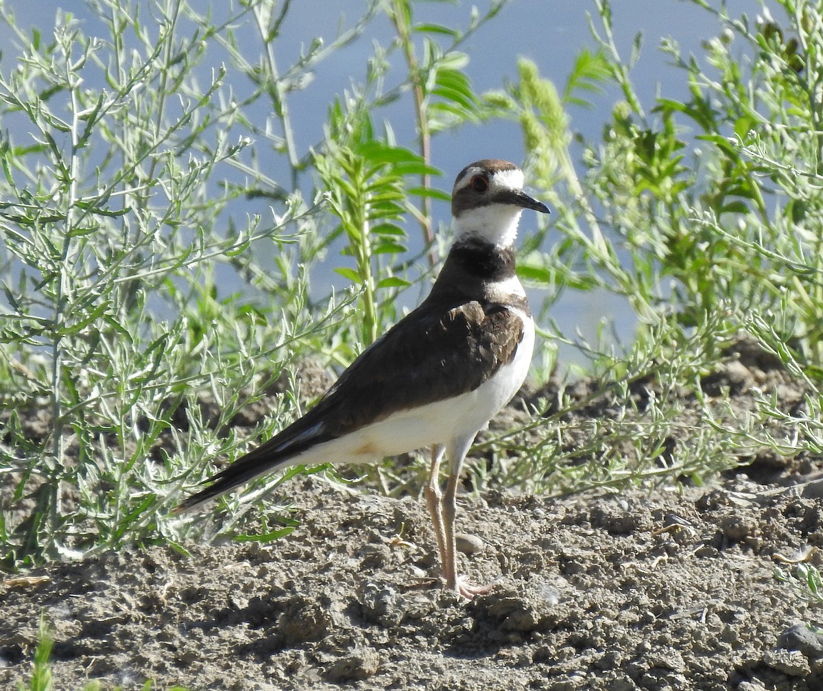 Killdeer - ML61581131