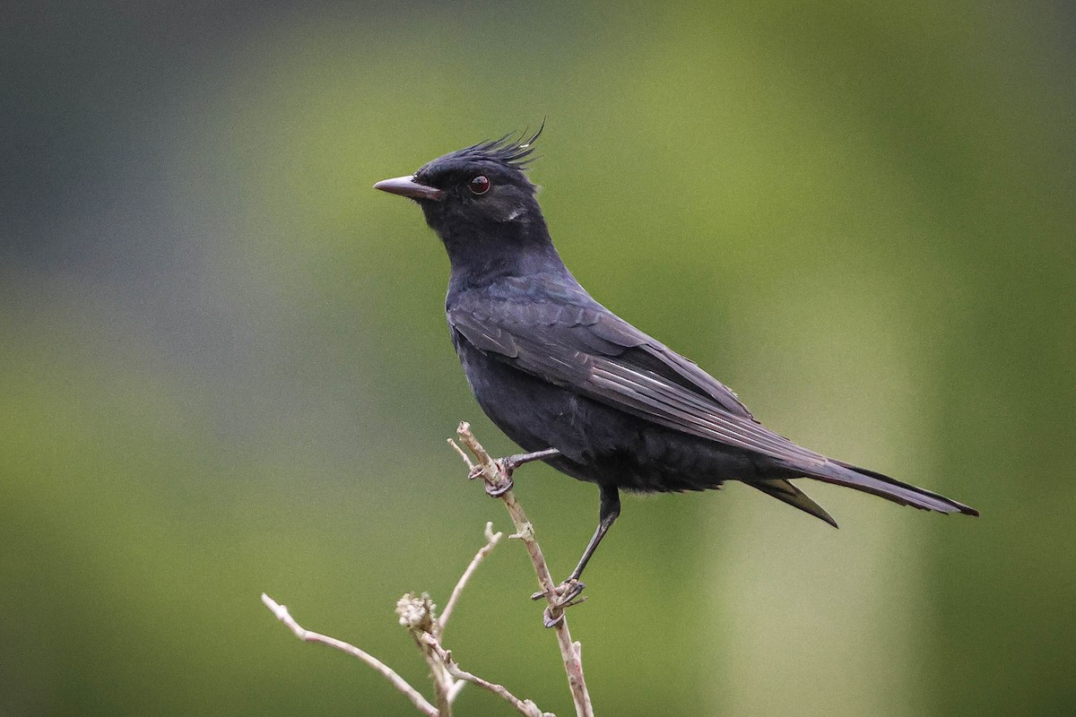 Crested Black-Tyrant - ML615811326