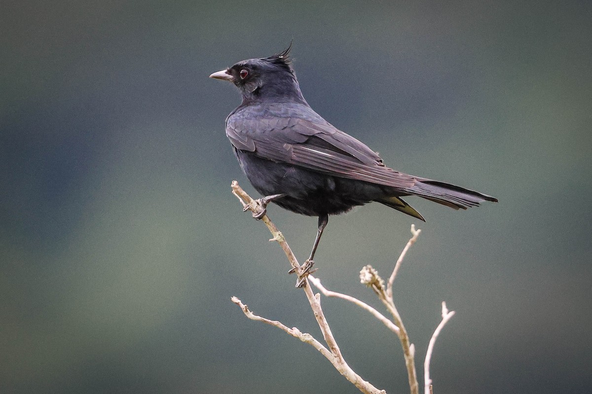 Crested Black-Tyrant - ML615811331