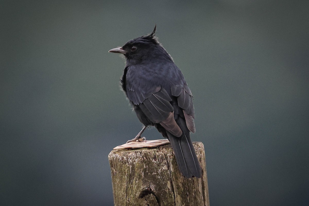 Crested Black-Tyrant - Skip Russell