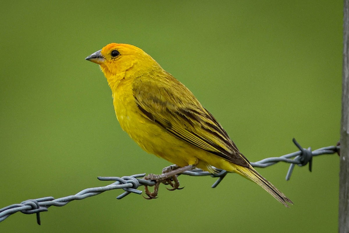 Saffron Finch - Skip Russell