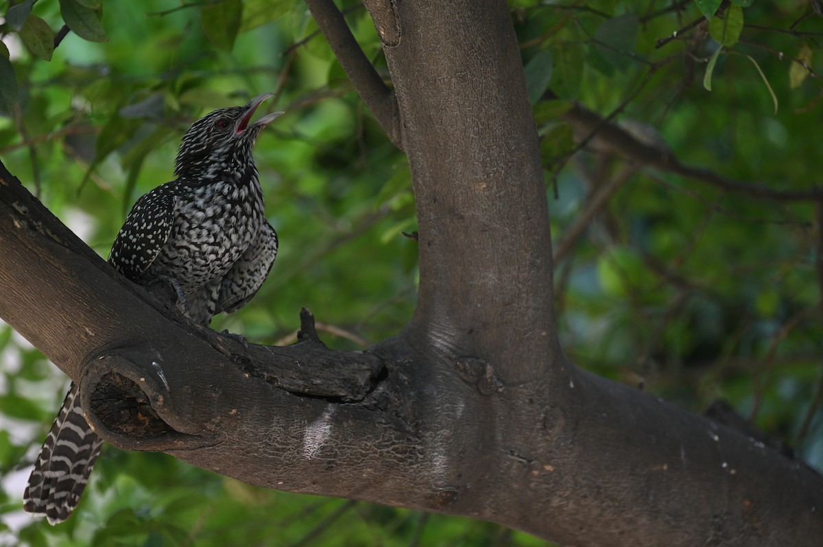 Asian Koel - ML615811391