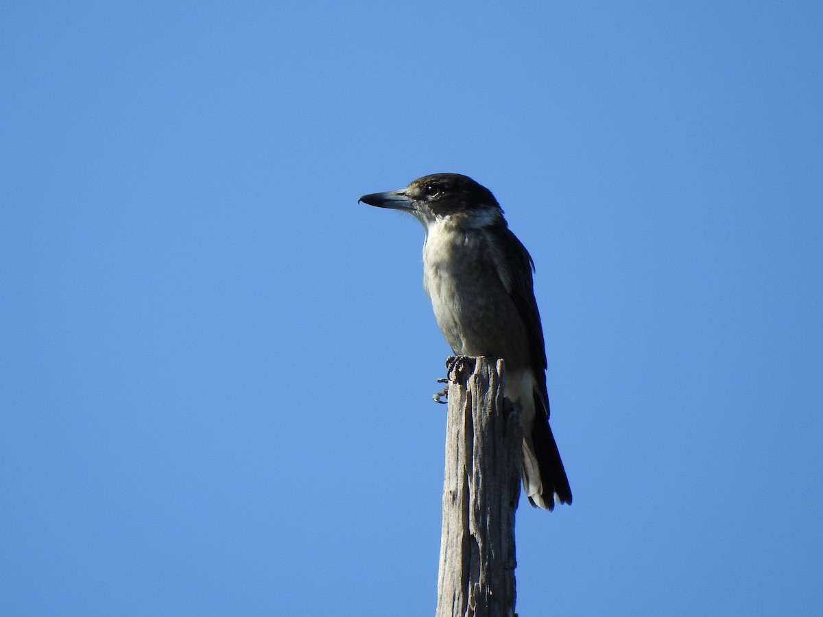 Gray Butcherbird - ML615811456