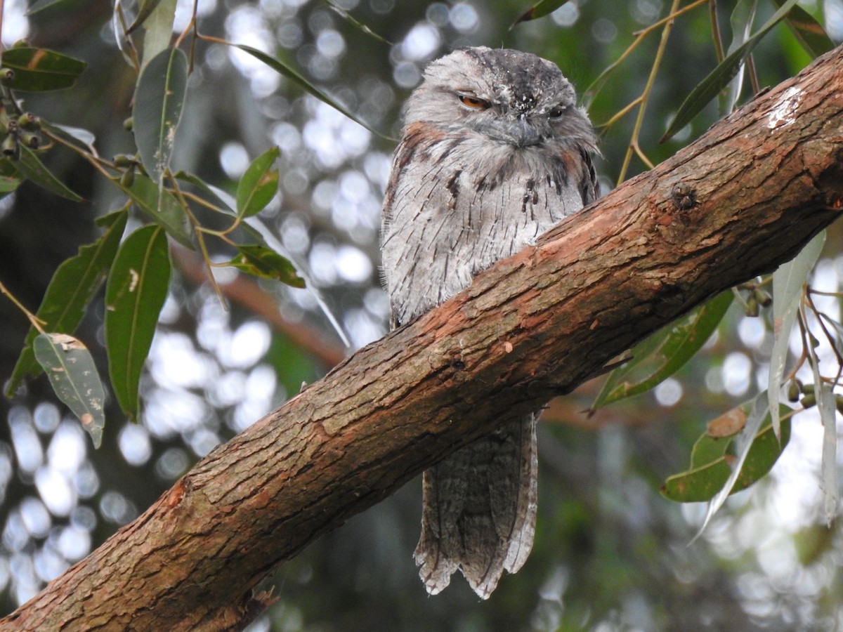 Tawny Frogmouth - Kevin Nguyen