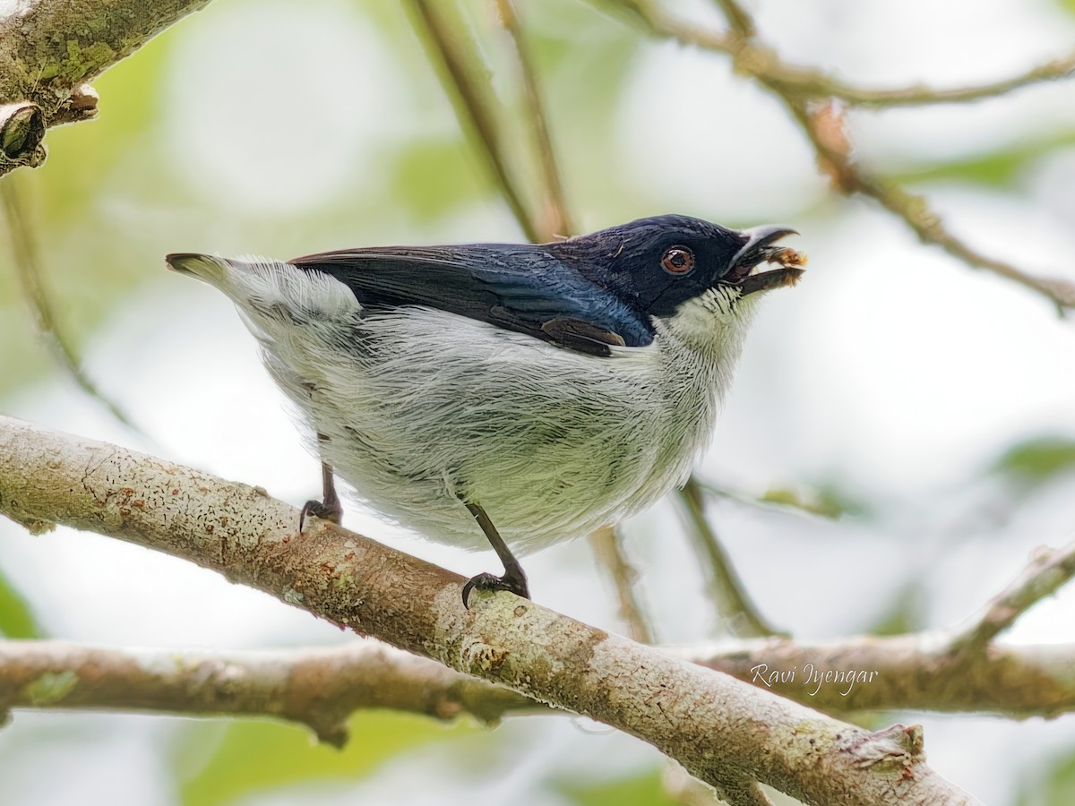 Bicolored Flowerpecker - Ravi Iyengar