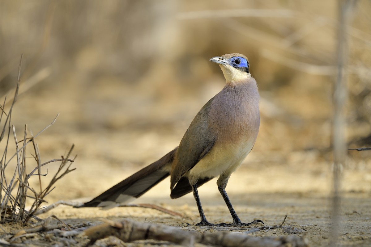 Red-capped Coua (Red-capped) - Paul Maury