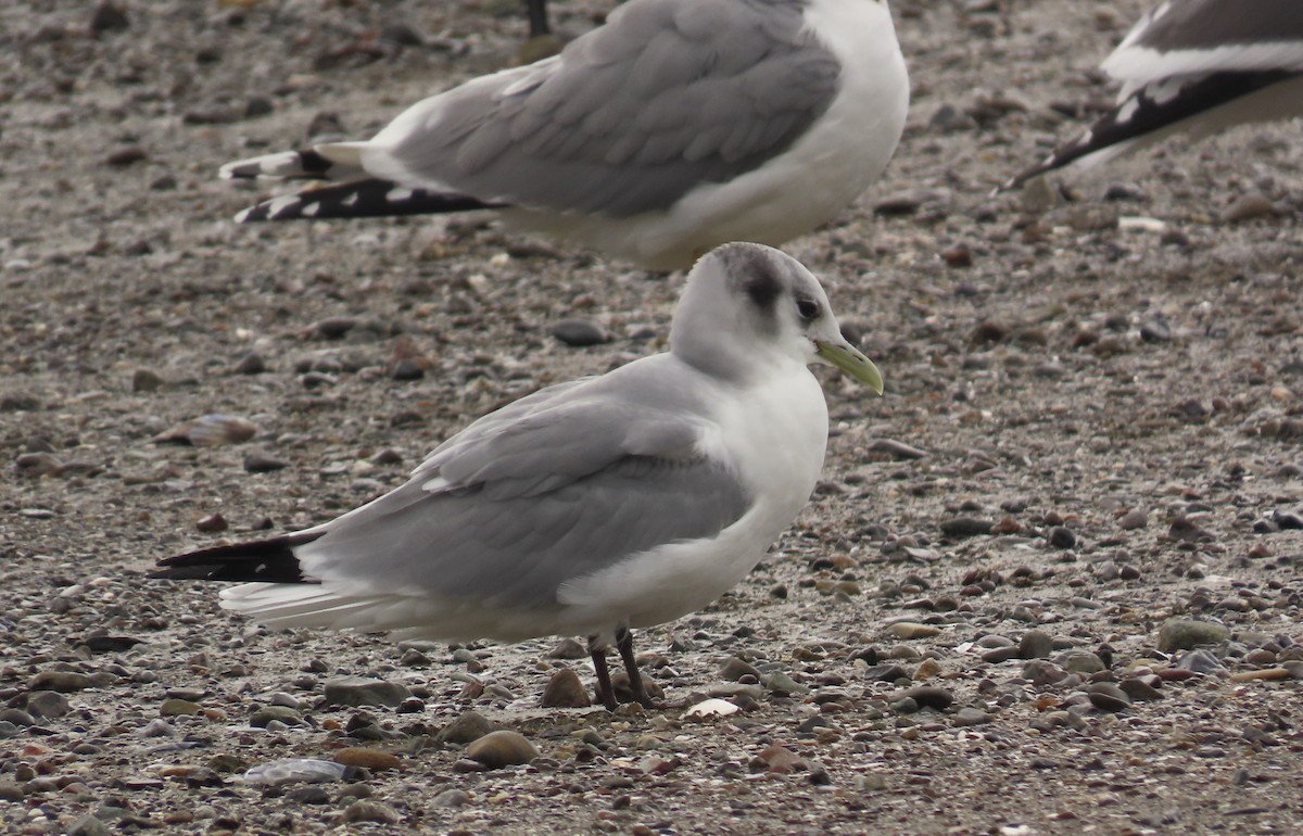 Black-legged Kittiwake - ML615811514