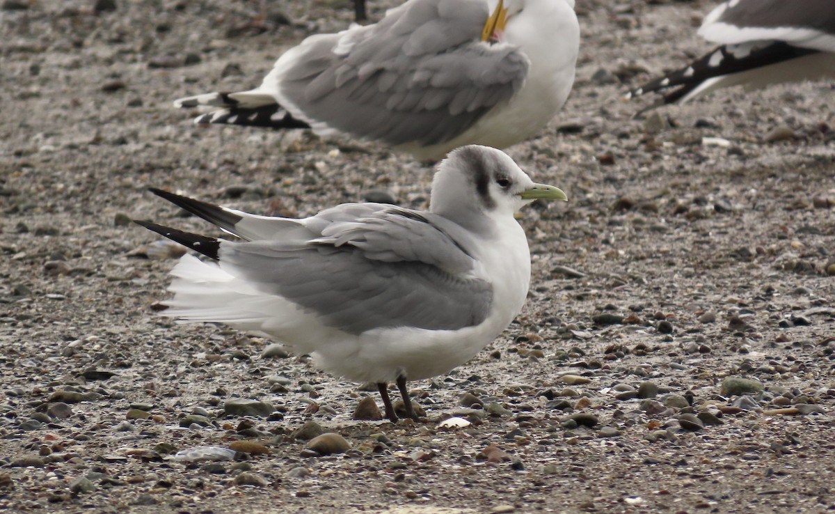 Mouette tridactyle - ML615811517