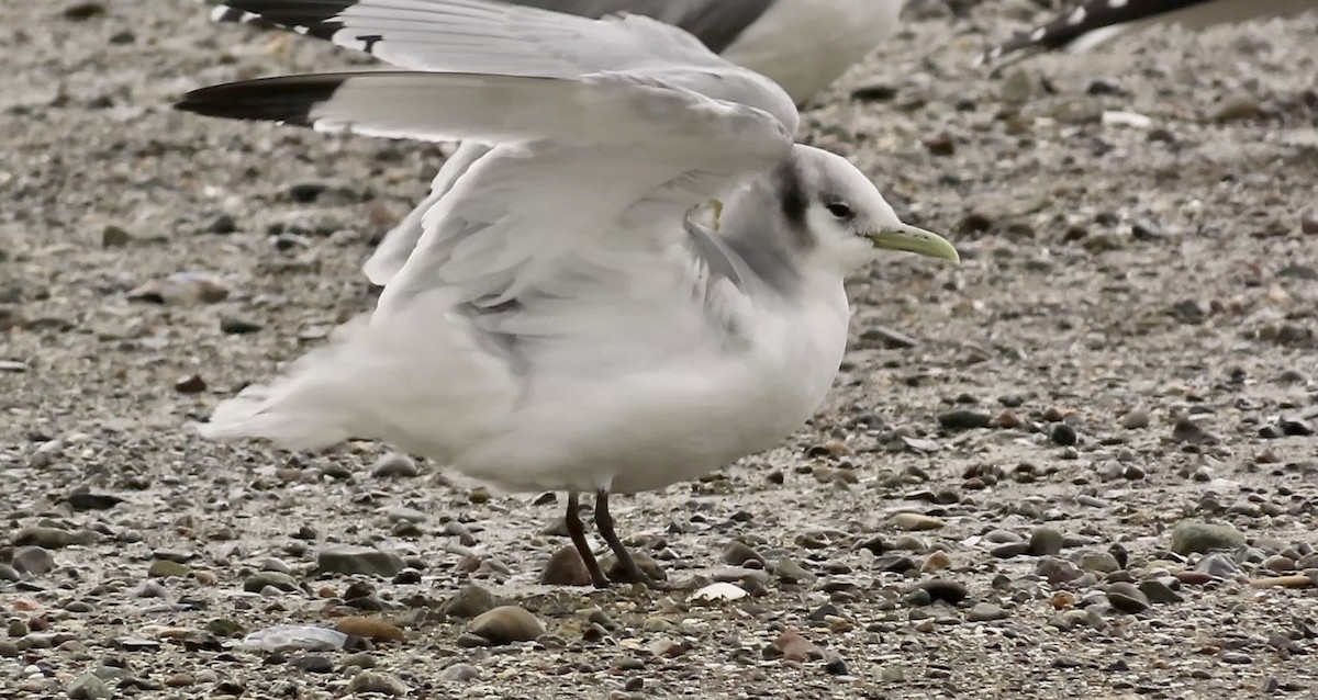 Gaviota Tridáctila - ML615811522