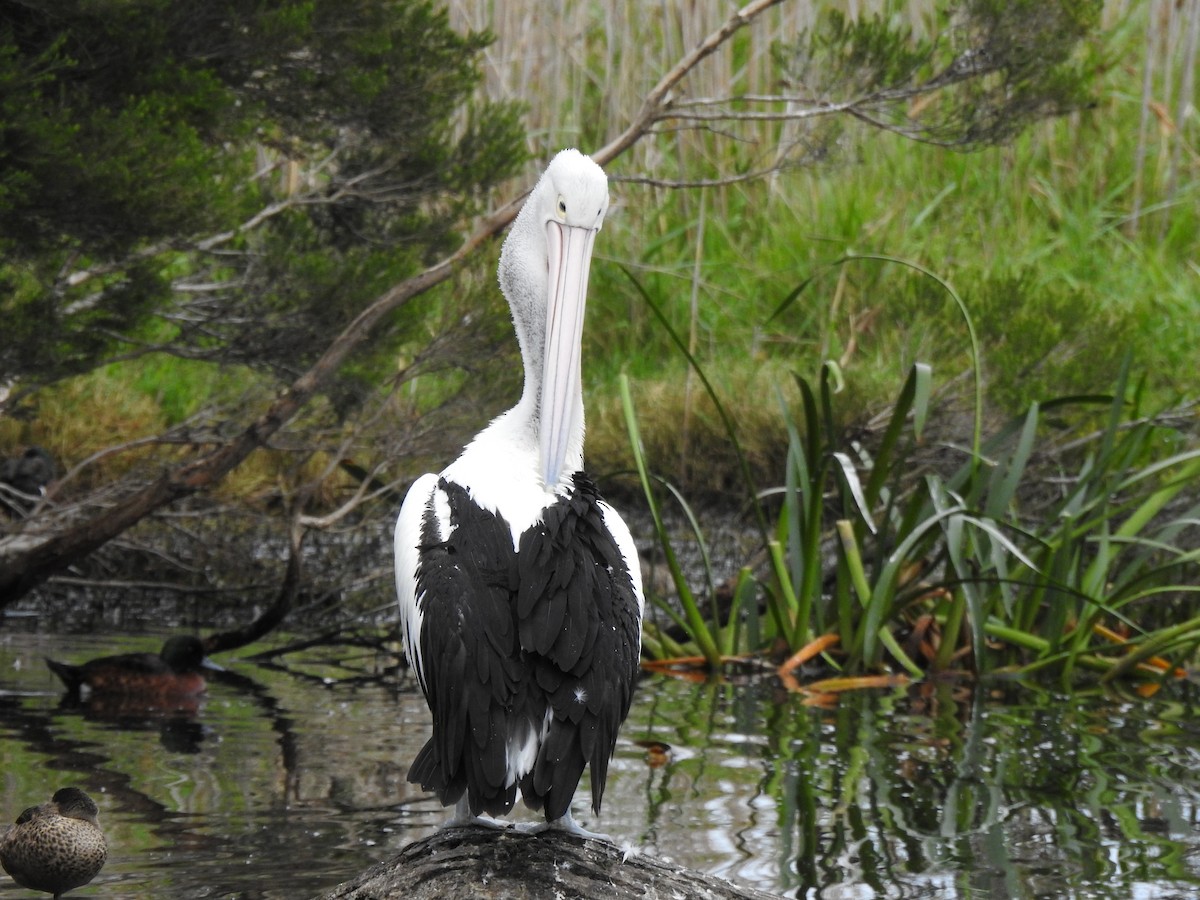 Australian Pelican - ML615811526