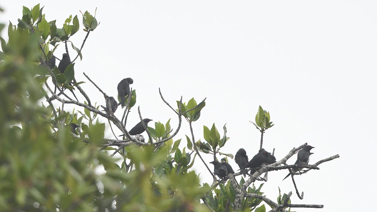 Metallic Starling - ML615811553