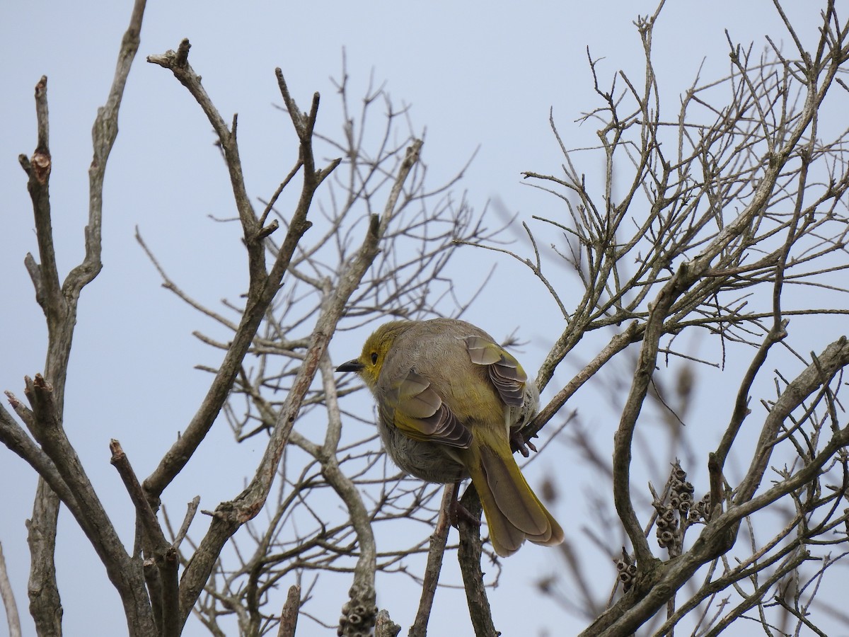 White-plumed Honeyeater - ML615811564