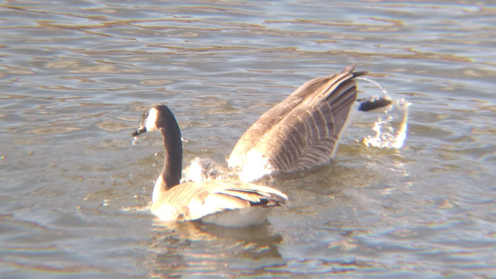 Canada Goose - ML615811574