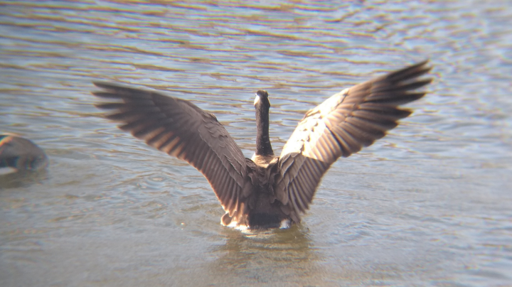 Canada Goose - ML615811576