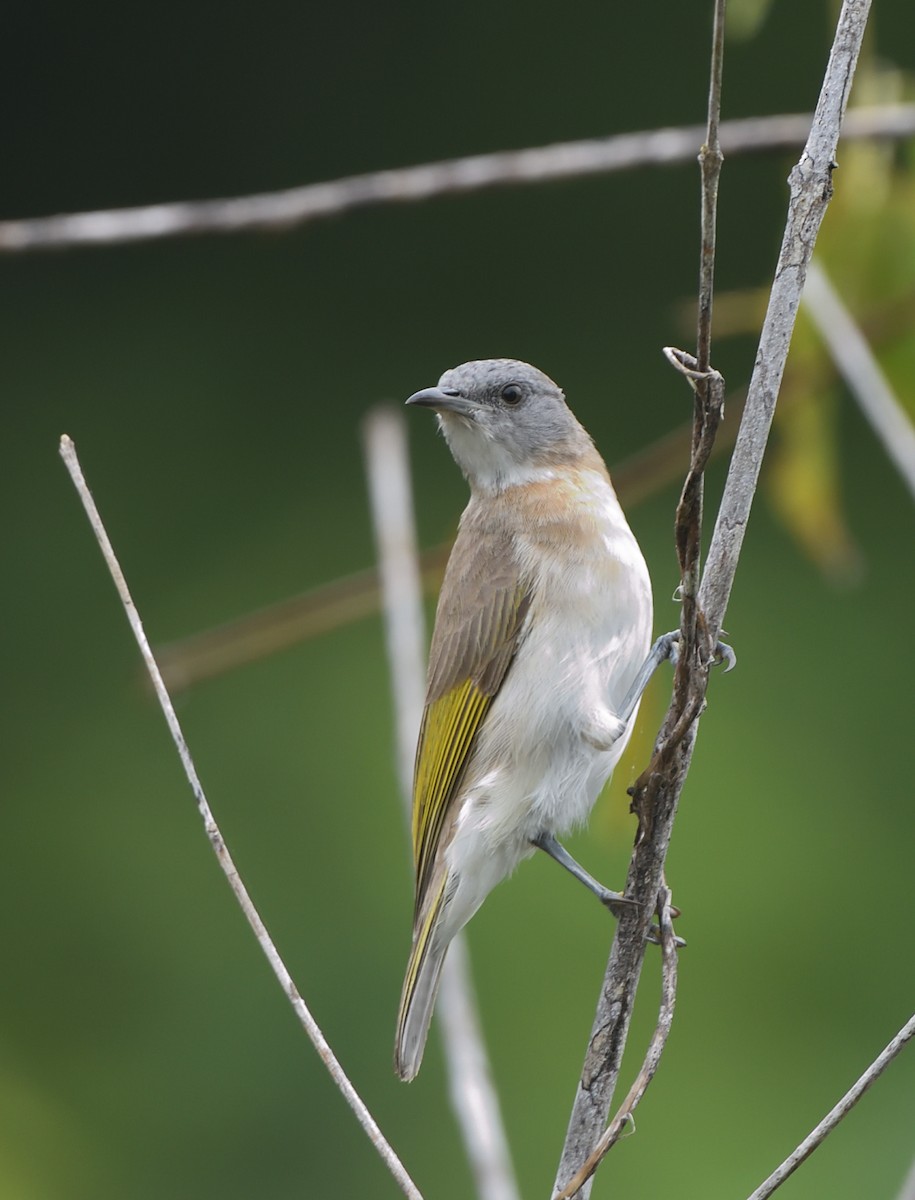 Rufous-banded Honeyeater - ML615811577