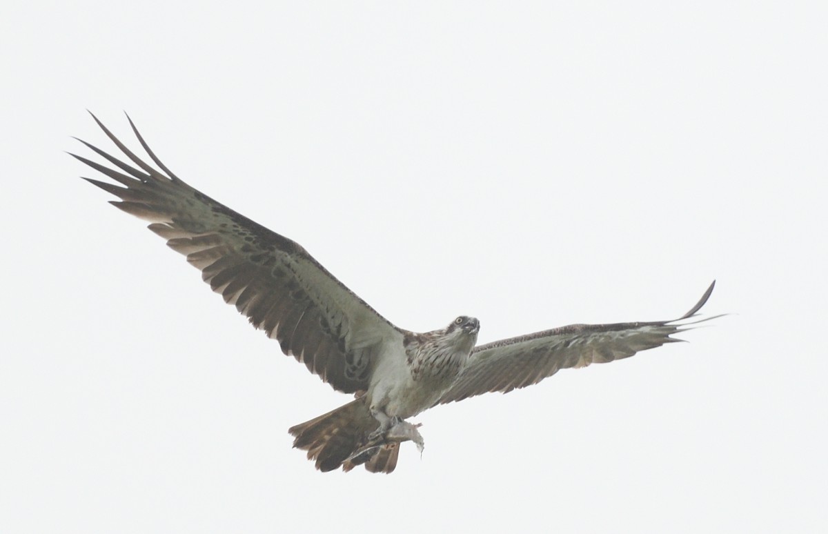 Osprey - ML615811578