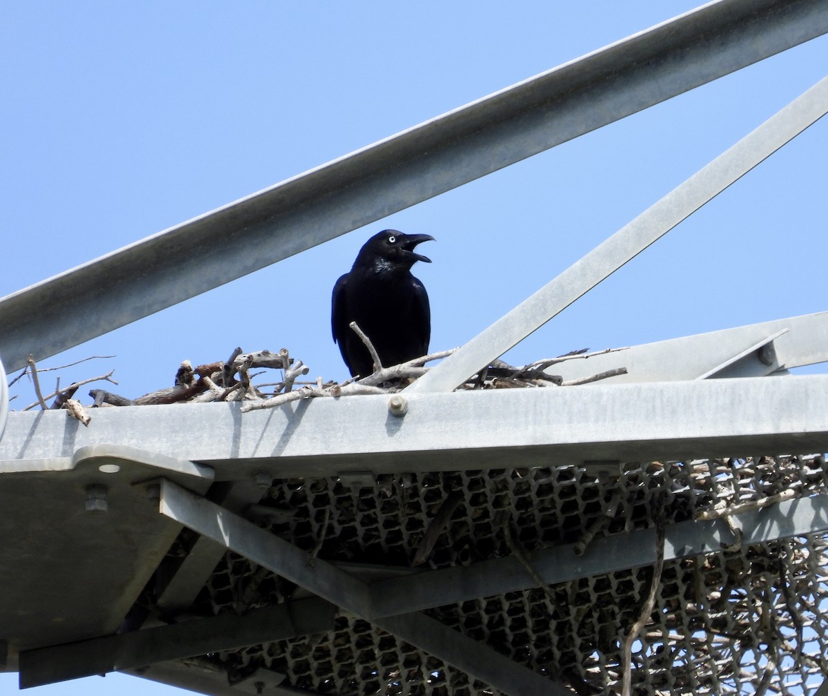 Torresian Crow - ML615811610