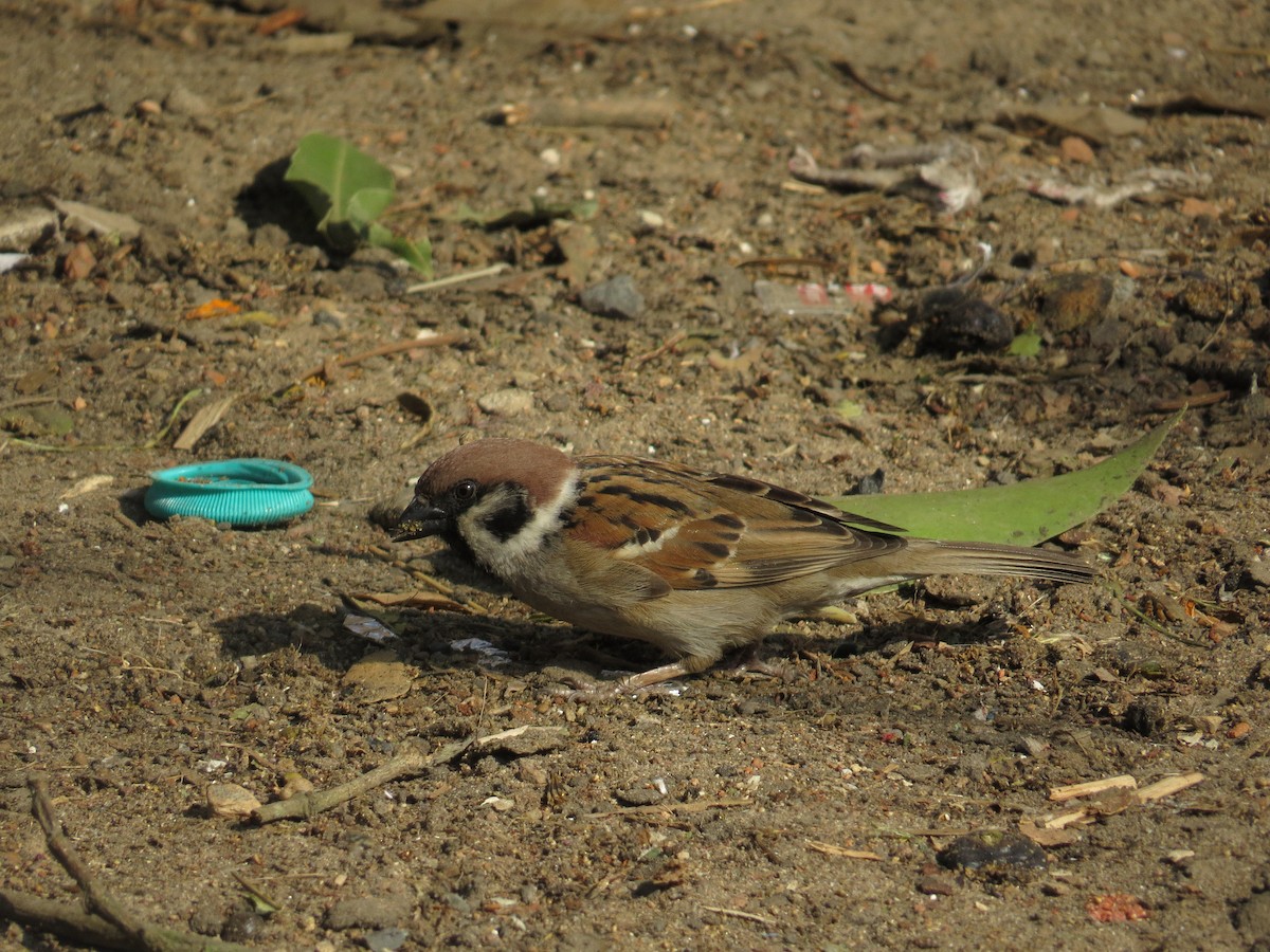 Eurasian Tree Sparrow - ML615811667