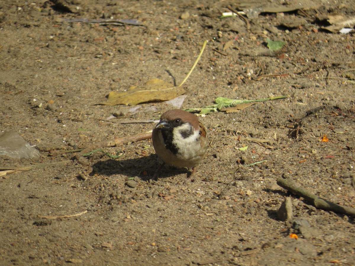 Eurasian Tree Sparrow - ML615811668