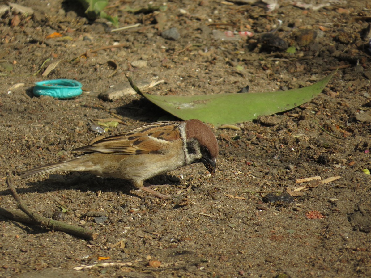 Eurasian Tree Sparrow - ML615811669