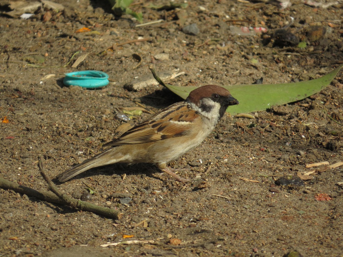 Eurasian Tree Sparrow - ML615811671