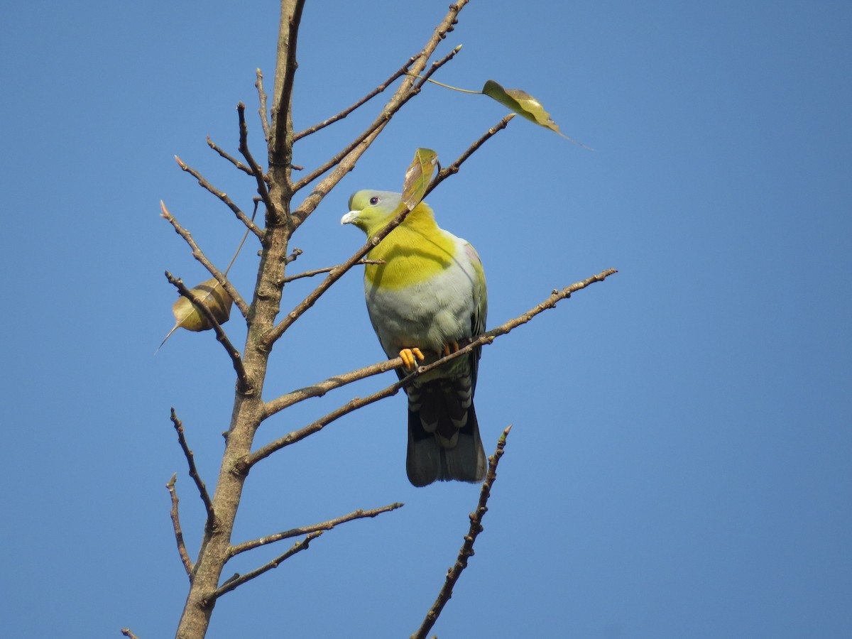 Yellow-footed Green-Pigeon - ML615811739