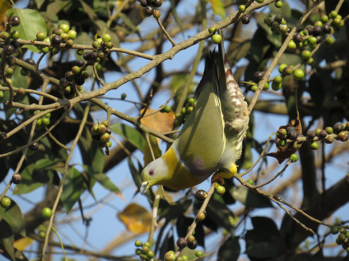 Yellow-footed Green-Pigeon - ML615811742