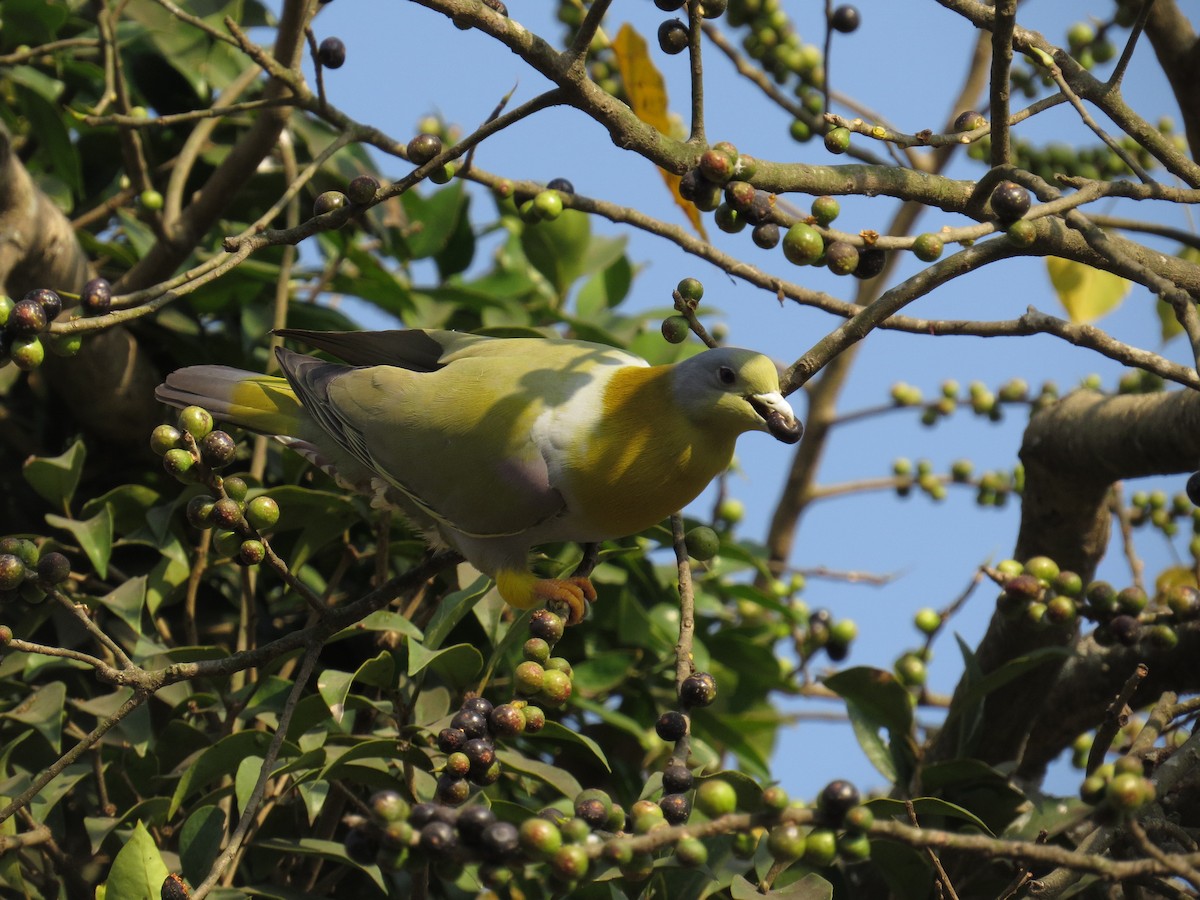 Yellow-footed Green-Pigeon - ML615811743