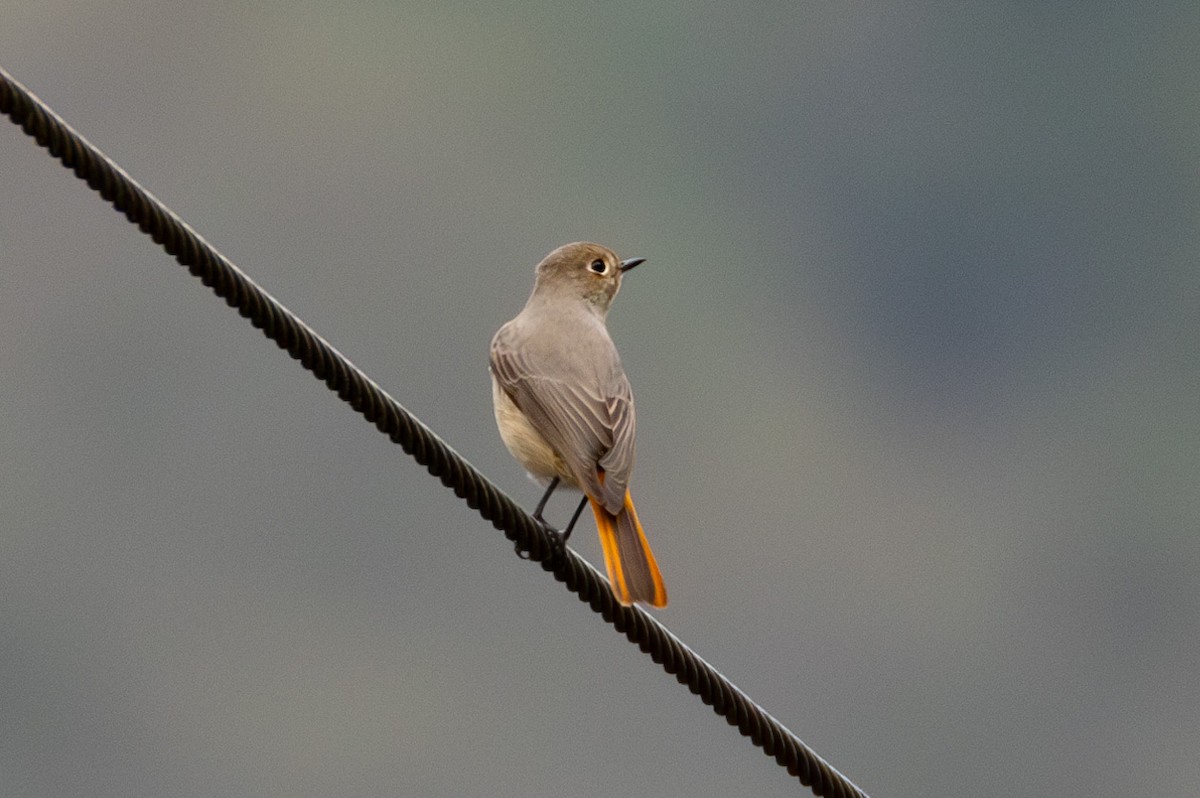 Rufous-breasted Bush-Robin - Abram Fleishman