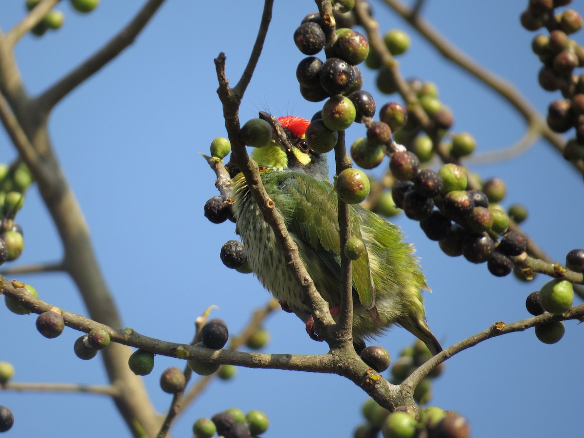 Coppersmith Barbet - ML615811756