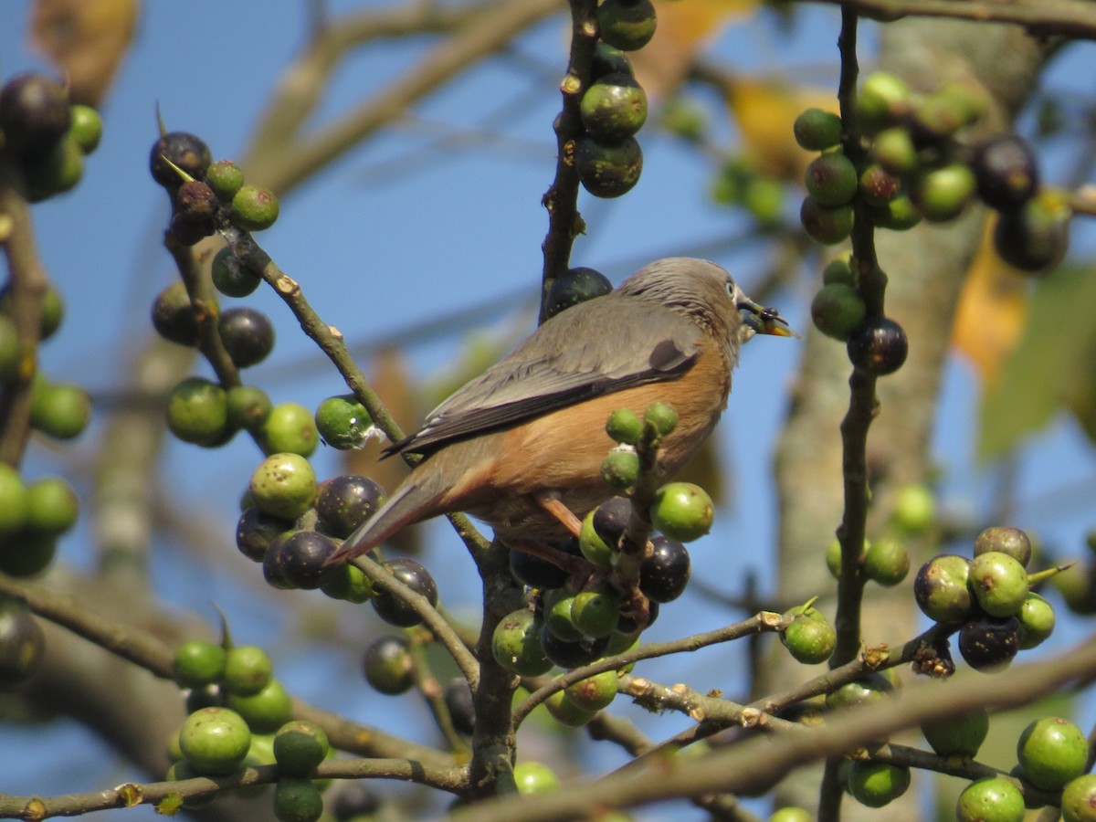 Chestnut-tailed Starling - ML615811805