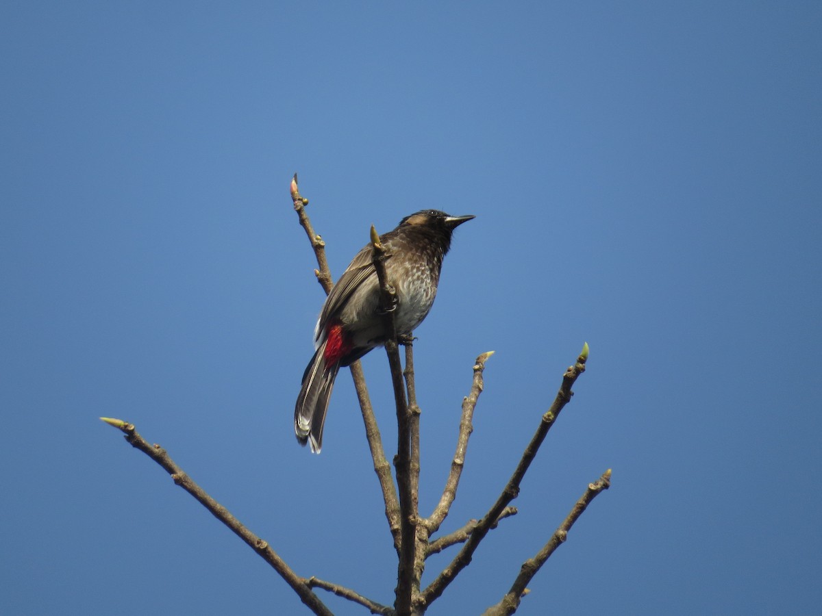 Red-vented Bulbul - ML615811821